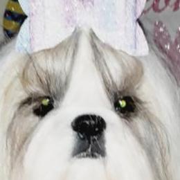 Shih Tzus from Pure Heart
