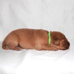 Matcha - Dark golden male Golden Retriever puppy in New Weston, Ohio from Bertke AKC Golden Retrievers and Bernese Mountain Dogs