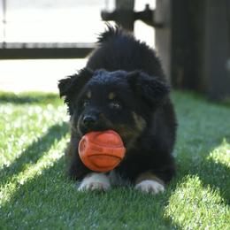 Cottonwood - Black tri-color male Australian Shepherd puppy in Oak Hill, Florida from Swingin T Ranch LLC