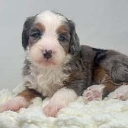 Encore - Blue merle male Bernedoodle puppy in Fleming, Colorado from Vandenbark Doodles