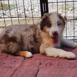 RMM - Red merle male Australian Shepherd puppy in Sunbright, Tennessee from Laudrick Aussies
