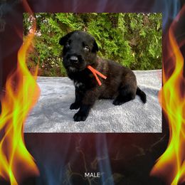 Spark - Fawn sable male Belgian Malinois puppy in Chino, California from BlueStone K9