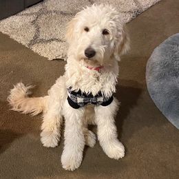 Bean - Goldendoodle