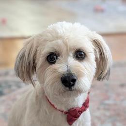 Shihpoo puppies from Sugar Doodles