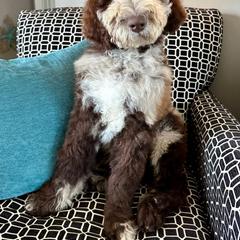 Newfypoo Puppies from Two Sisters Ranch, LLC