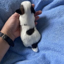 Boy 1 - White male Lhasa Apso puppy in Florence, Kentucky from Ky Ritz Lhasa’s.  formerly (Karen‘a Lhasa Apsos)
