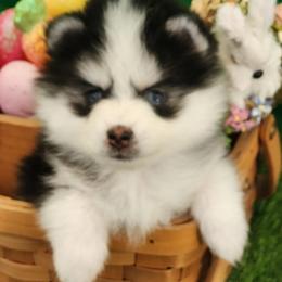 Pomsky Puppies from Mini Pomskies of Ohio