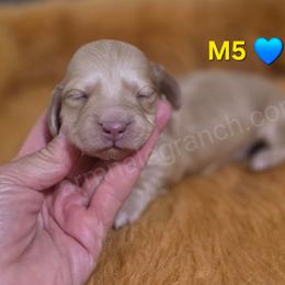 M5 - Cream male Dachshund puppy in Jacksonville, Texas from ArmnalegRanch LLC