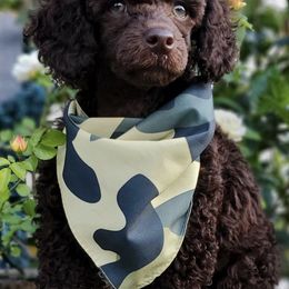 Poodles and Siberian Huskies from Mj Faith Poodles