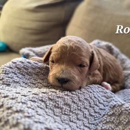 Rose - Red female Cavapoo puppy in Blackfoot, Idaho from Draper Mountain Doodles