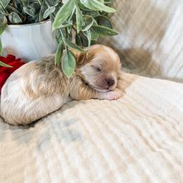 Cavapoo Puppies from Perfectly Playful Doodles
