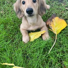 Dachshund Puppies from Island Farms Mimi’s Dachshunds Florida