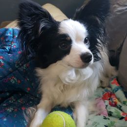 Papillons from Mitchell Family Papillons