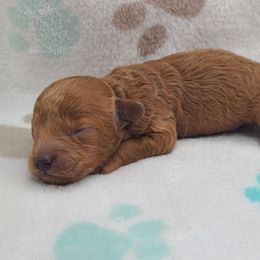 Blaze - Red  male Poodle puppy in Kannapolis, North Carolina from Carolina Poodle Palace