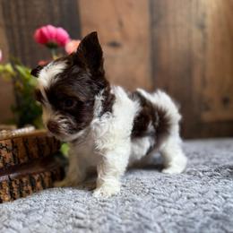 Versace - Chocolate, tan and white male Yorkshire Terrier puppy in Howe, Oklahoma from Ray Holder