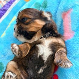 Randy - Red male Shih Tzu puppy in Hemet, California from Aloha Shih Tzu