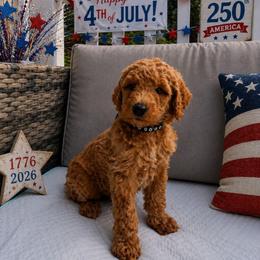 Prince George of Wales - Apricot male Poodle puppy in Woodbridge, Virginia from Rosa Red Standard Poodles