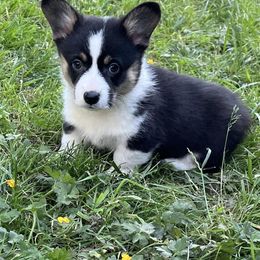 Pembroke Welsh Corgi Puppies from Sunnydale Corgis