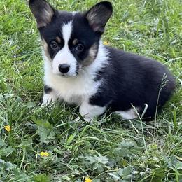 Pembroke Welsh Corgi Puppies from Sunnydale Corgis