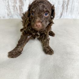 Samual - Brown male Poodle puppy in Flint, Michigan from Anytime Doodles