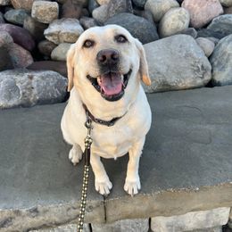 Lola - Labrador Retriever