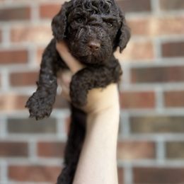 Goldendoodle Puppies from Our Darling Doodles