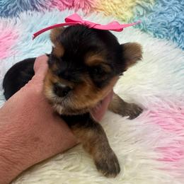 Red girl - Blue and gold female Yorkshire Terrier puppy in Milton, Florida from Sassenach Yorkie Kennels