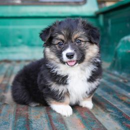 Salem - Black and tan male Pembroke Welsh Corgi puppy in Red Bluff, California from Wilder Ranch Corgis