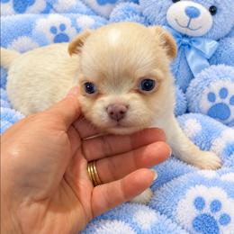 Peanut - Fawn male Chihuahua puppy in Kyle, Texas from joy of chihuahuas tx