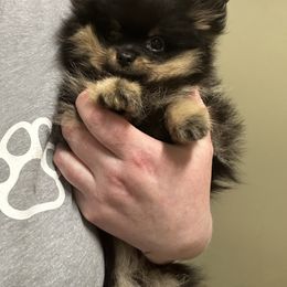 Magnus - Black and tan male Pomeranian puppy in Macon, Georgia from Pomflower Pomeranians