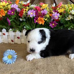 Boy 1 - Black tri male Miniature American Shepherd puppy in Cowlitz County, Washington from Pleasant Woods Miniature American Shepherds