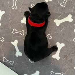 Mr Red - Black male Scottish Terrier puppy in Wilmington, Ohio from Ballentine Scotties