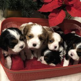 Cavalier King Charles Spaniel Puppies from Cutie Pie Cavaliers