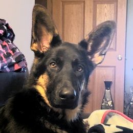Rebel - German Shepherd
