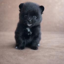Onyx - Black parti male Pomeranian puppy in Woodbury, Tennessee from Hollis Creek Farm
