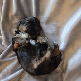 Baby J - Tricolor male Shih Tzu puppy in Waynesboro, Pennsylvania from Big Win Shih Tzus