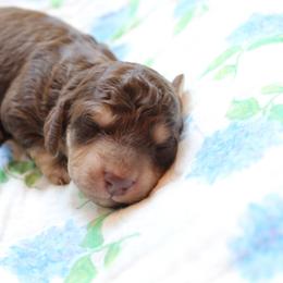 Boy 3 - Chocolate and cream male Dachshund puppy in Laurel, Mississippi from Kissinger Dachshunds