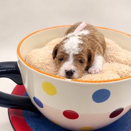 Jolene - Blenheim female Cavapoo puppy in Cedar City, Utah from Cedar Sprout Puppies