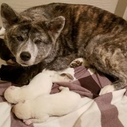 Japanese Akitainu Puppies from Four Seasons Akita (Shikisou)