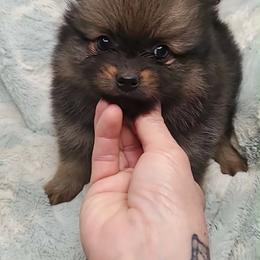 Boy 3 - Orange sable male Pomeranian puppy in Tulsa, Oklahoma from CP Kennels