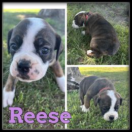 Reese - Fawn and white female Olde English Bulldogge puppy in Wheeler, Michigan from Haase Family Kennels