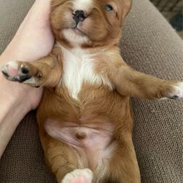 Boy 1 - Ruby male Cavalier King Charles Spaniel puppy in Siloam Springs, Arkansas from Queen Cavaliers