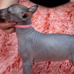 Tzajtzi - Xoloitzcuintli puppy from Sirius Xolos