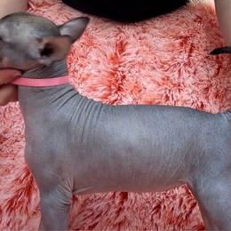 Tzajtzi - Xoloitzcuintli puppy from Sirius Xolos