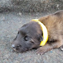 "Yellow Girl" - Mahogany and black Belgian Tervuren puppy in Kirksville, Missouri from Katahdin Kennel Belgian Tervurens