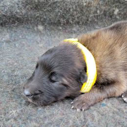 "Yellow Girl" - Mahogany and black Belgian Tervuren puppy in Kirksville, Missouri from Katahdin Kennel Belgian Tervurens