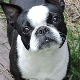 Boston Terriers from Lone Spur Boston’s