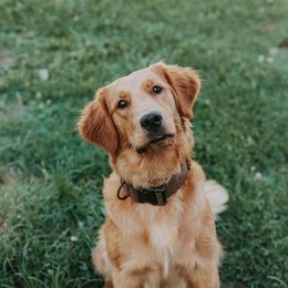 Bambi - Golden Retriever