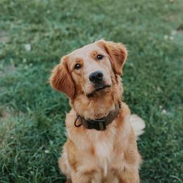 Bambi - Golden Retriever