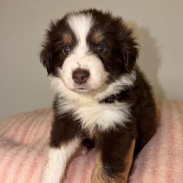 Quarter - Red tri-color female Australian Shepherd puppy in Anniston, Alabama from All Hale Aussies